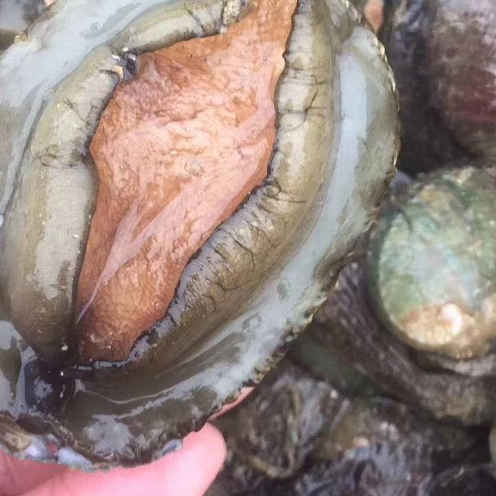 硇洲才哥