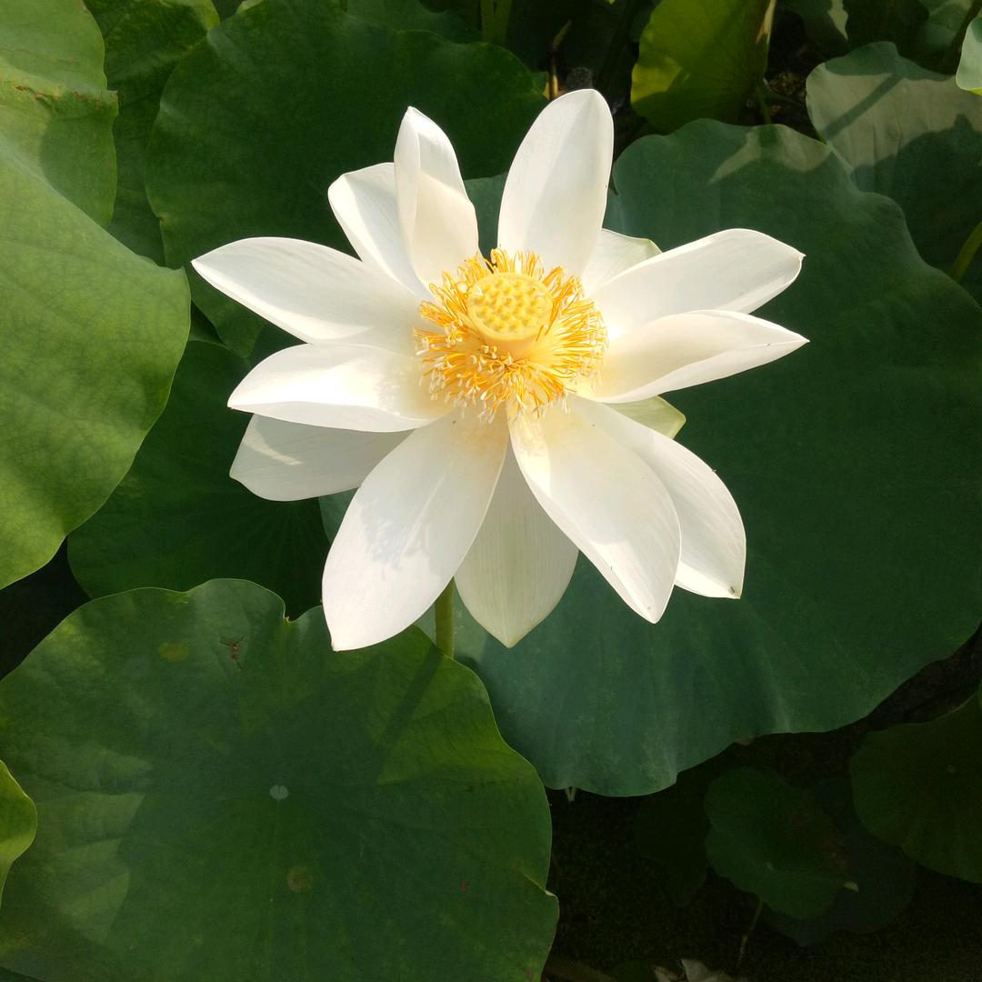 小素