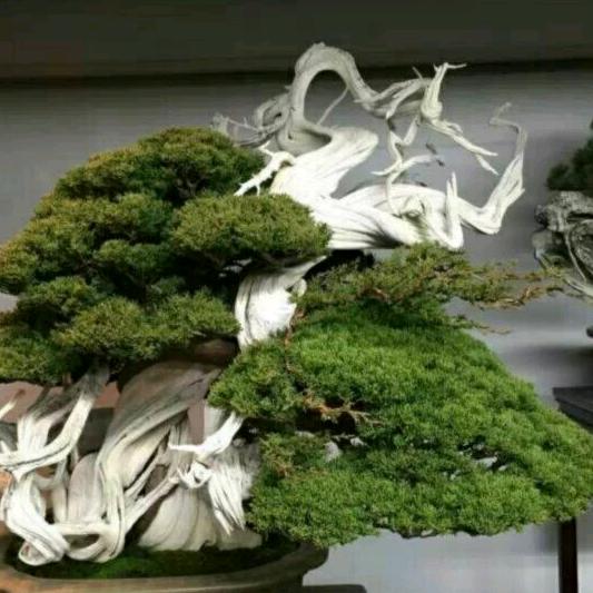 老逸