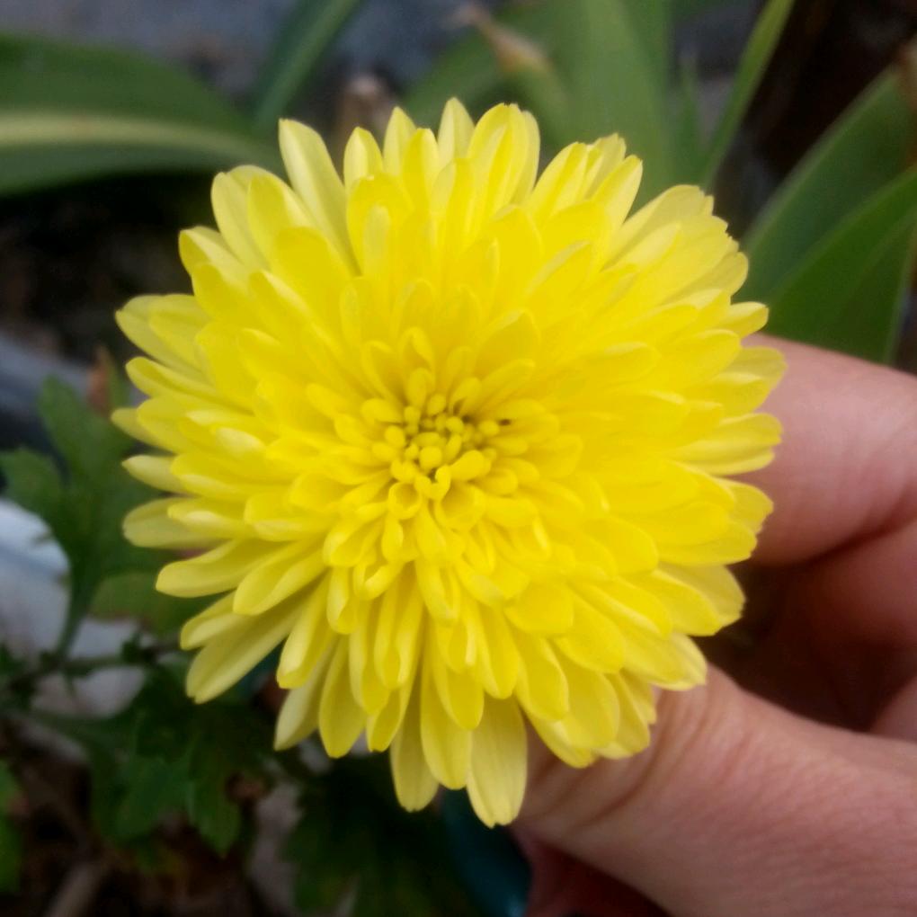 ✮᪰͋͊๛₅₂₀❥❀͜͡ *尹*᭄࿐