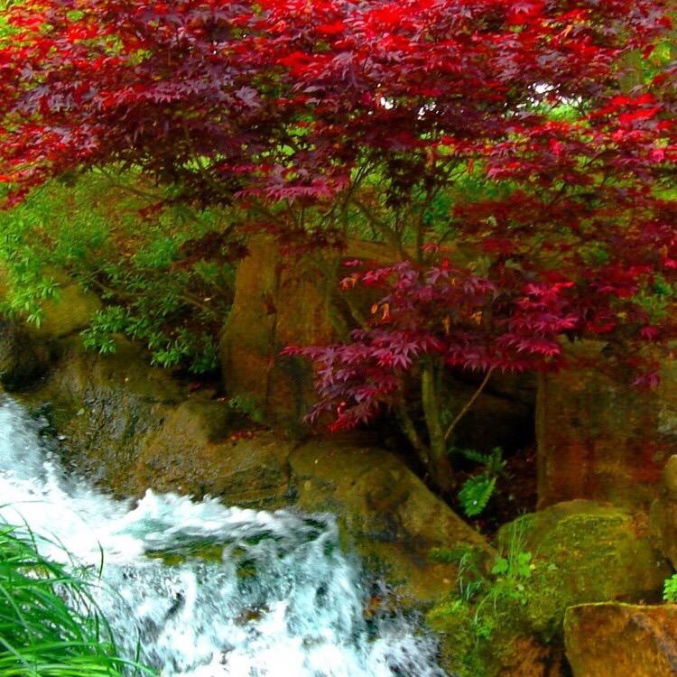 君逸