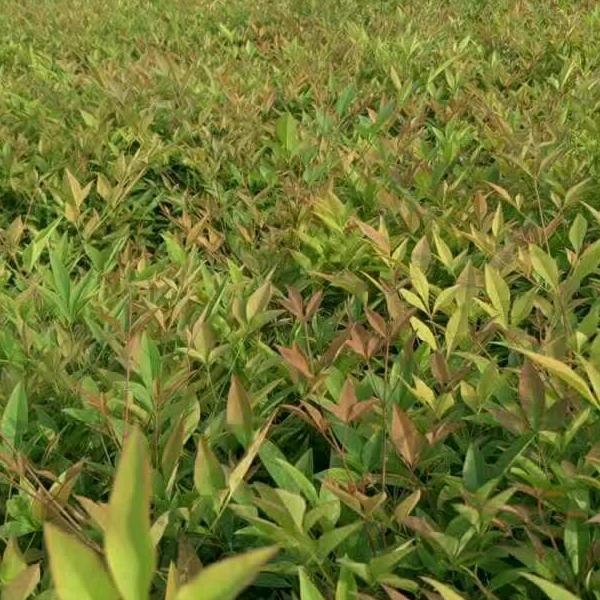 青山绿水，南天竹种植户