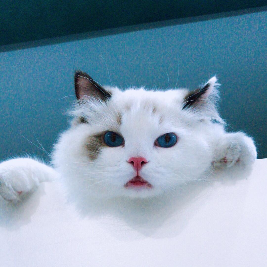 王俊俏