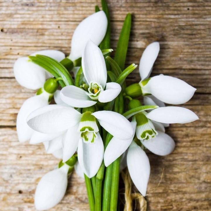 茉莉