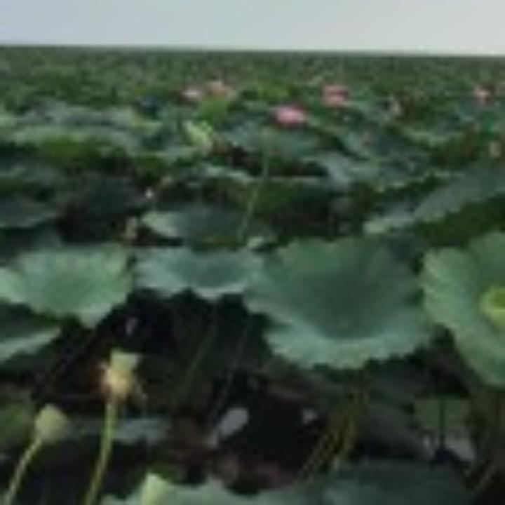 水里淘金