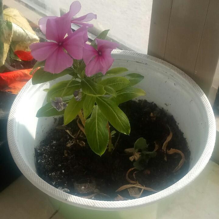 一路有