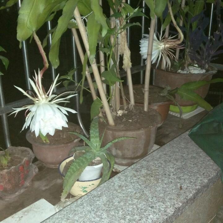 熊哥