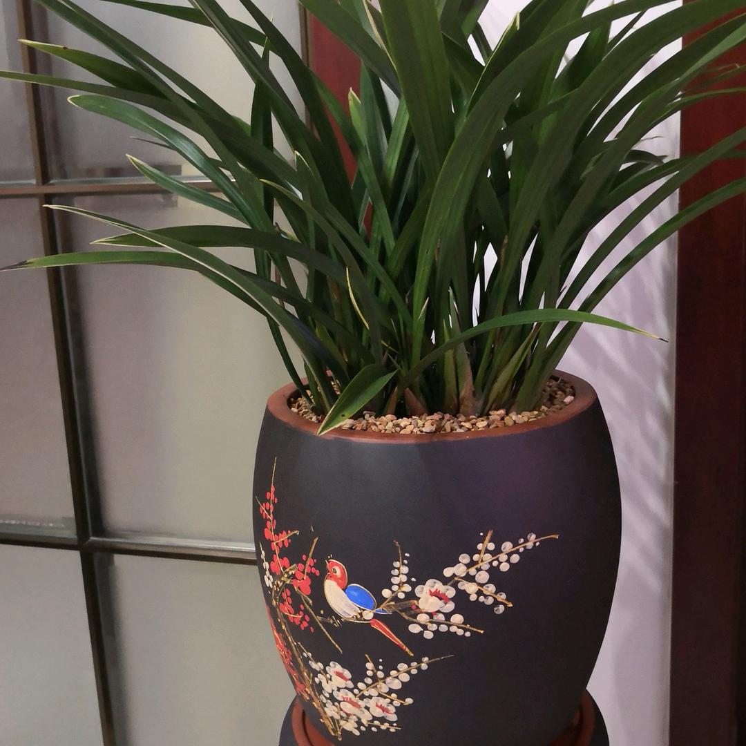鹏哥的鹏