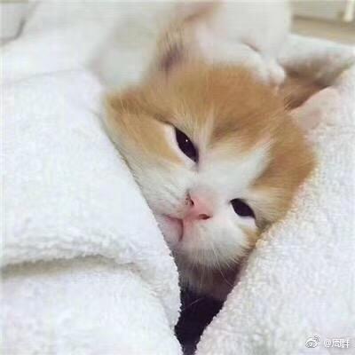 妮儿