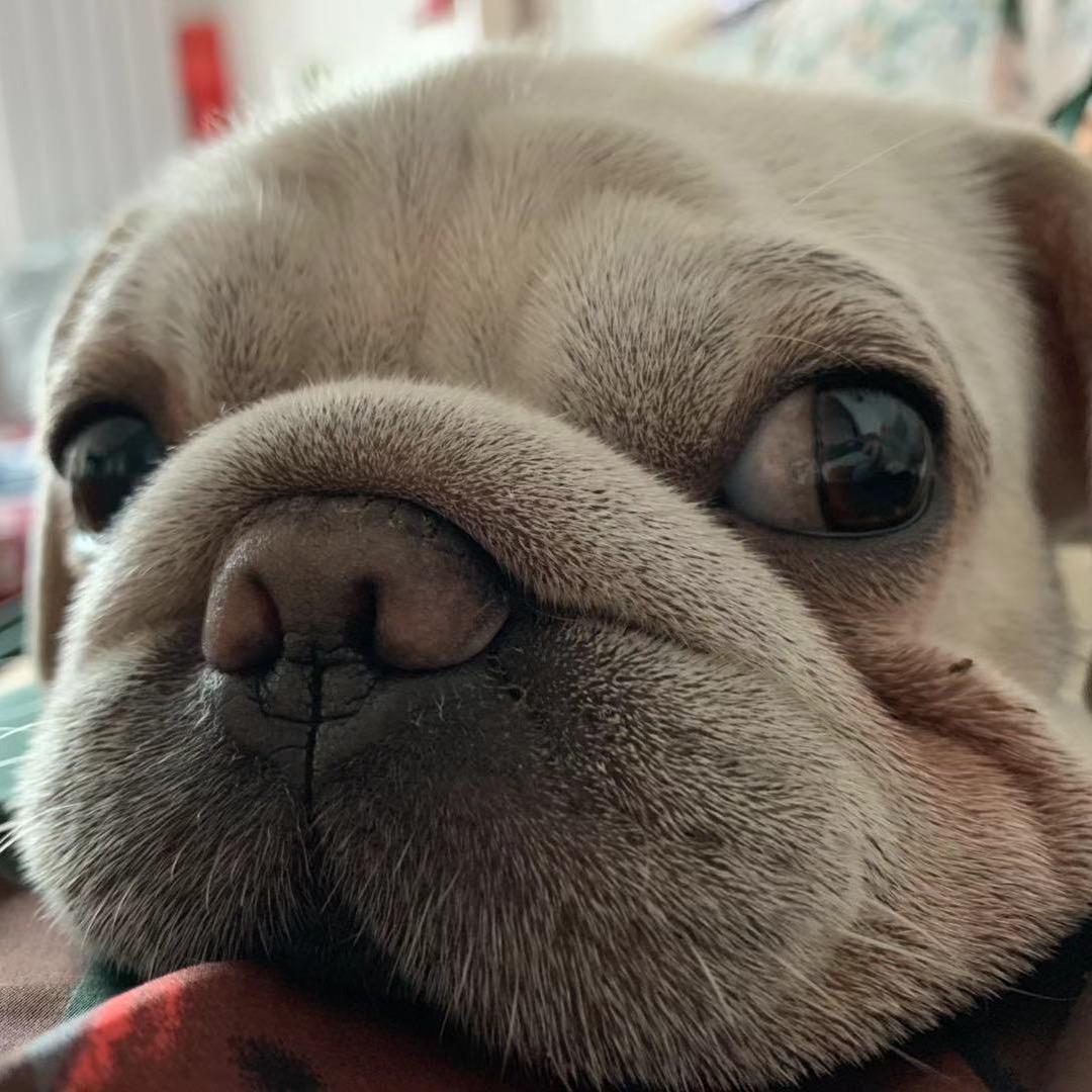 八阿哥的粥儿