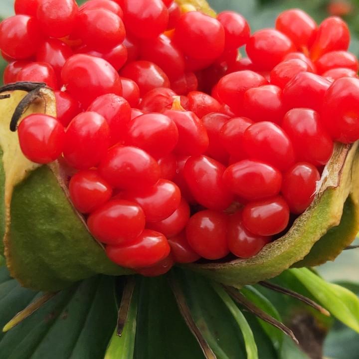 弥渡县俊林滇重楼种植庄园