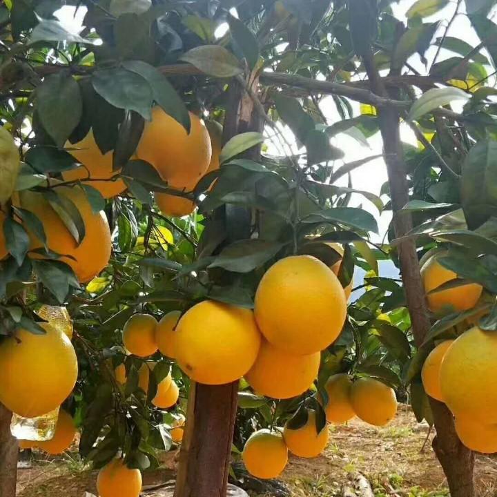 于都县龙飞果园