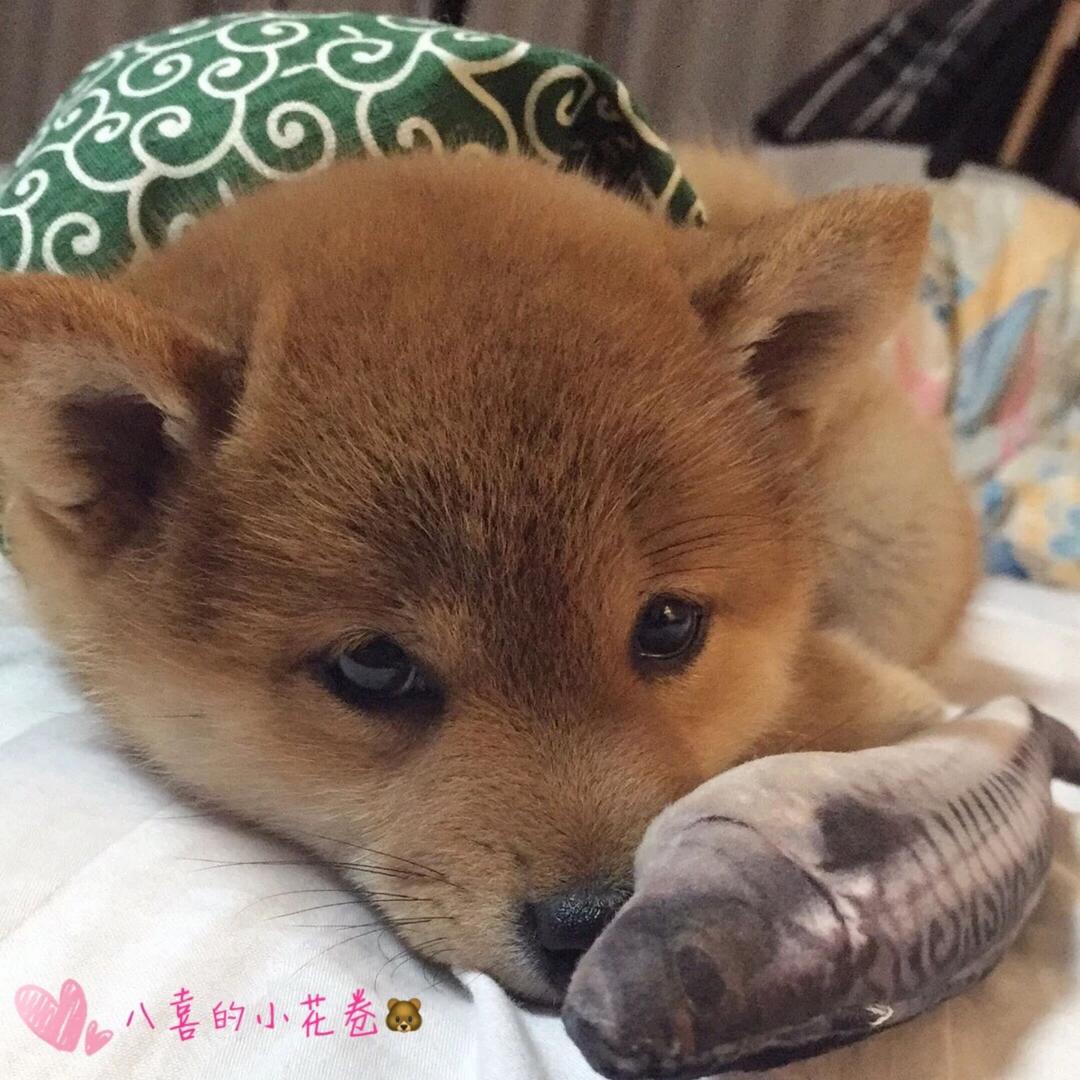 (哏儿都)A. 💎 •  小莉