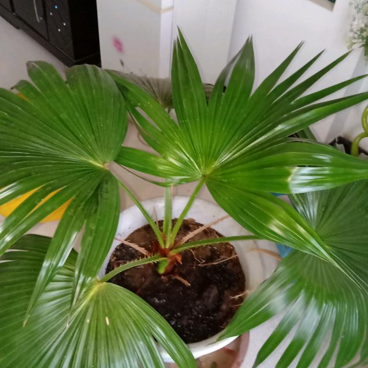 三月天