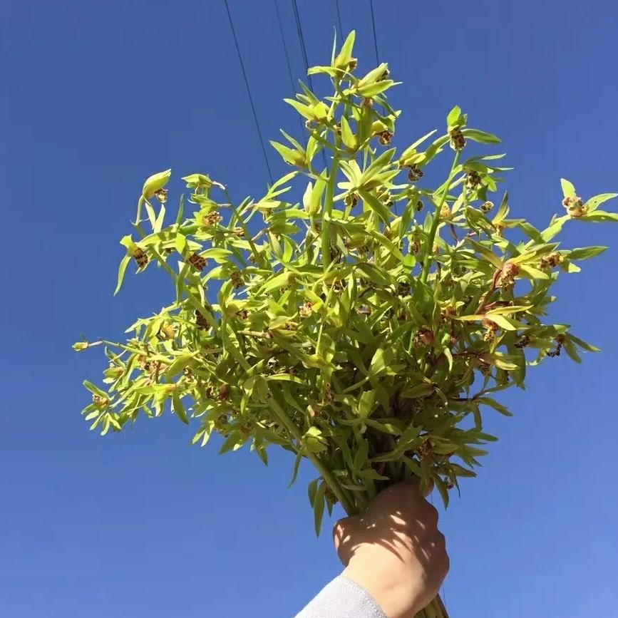 莲花