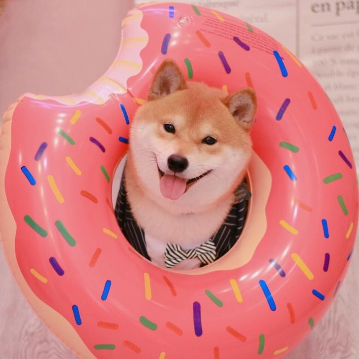 柴犬哼猪🐷
