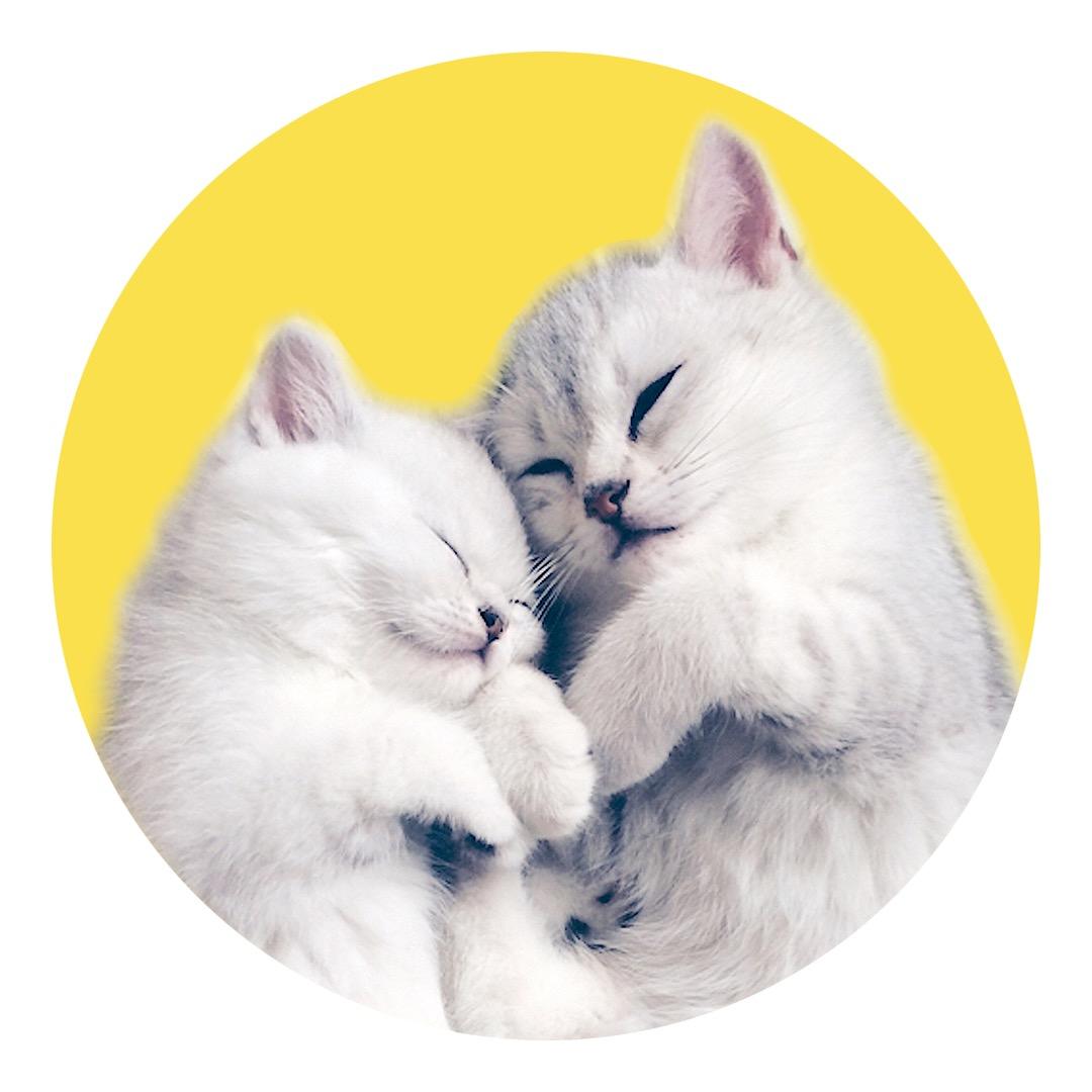 饭团小夫妻@抖音