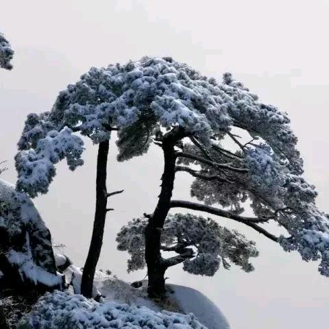 雪中松
