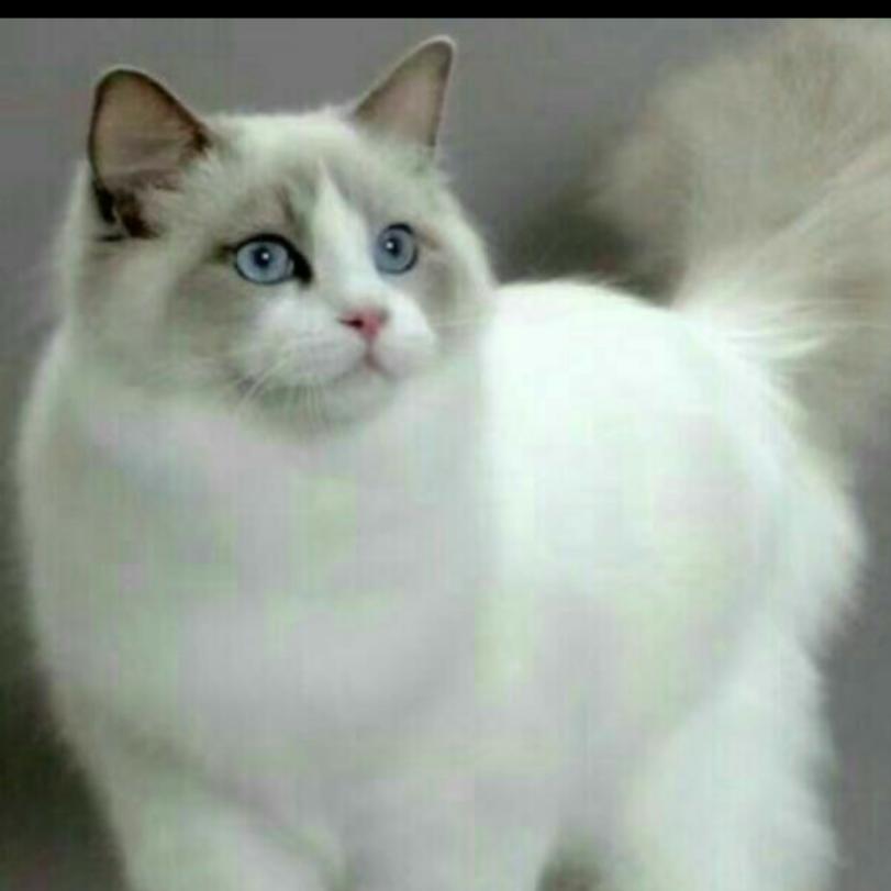 猫咪不哭