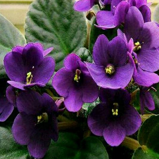 ꧁紫❤罗🌺兰❤꧂