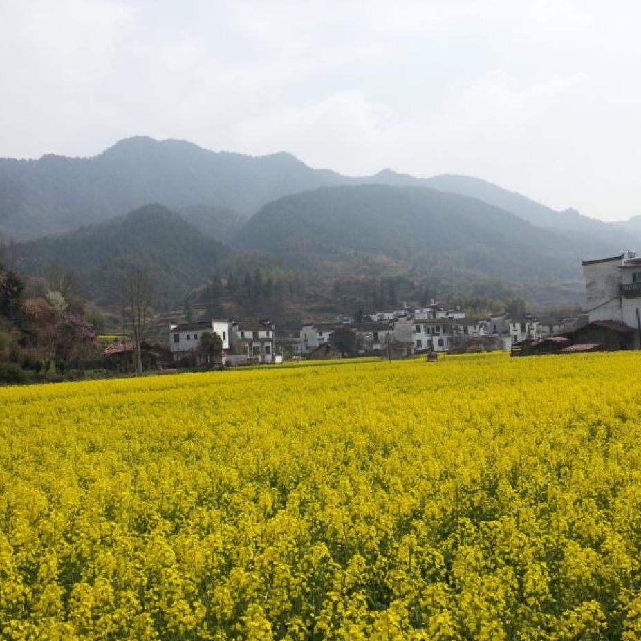 冰洁