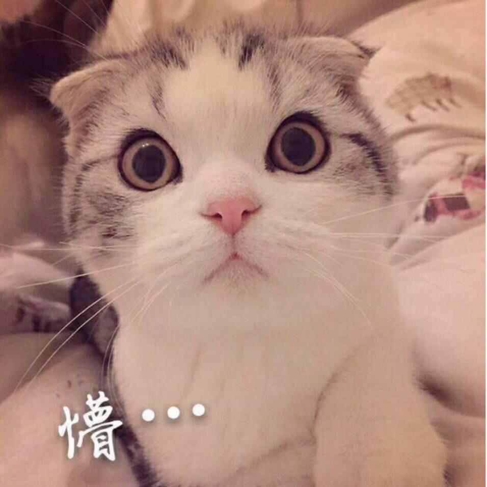 菜耀耀