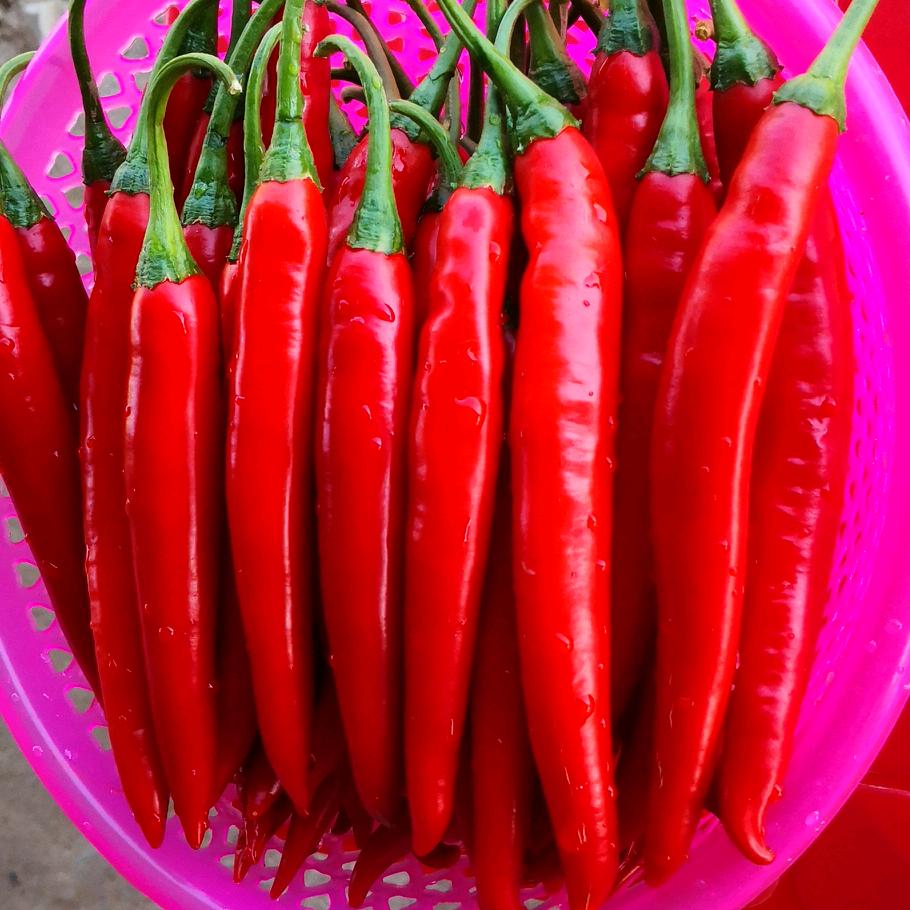 湘妹子辣椒冬瓜育种