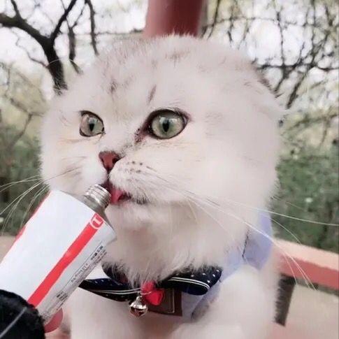 尽歡