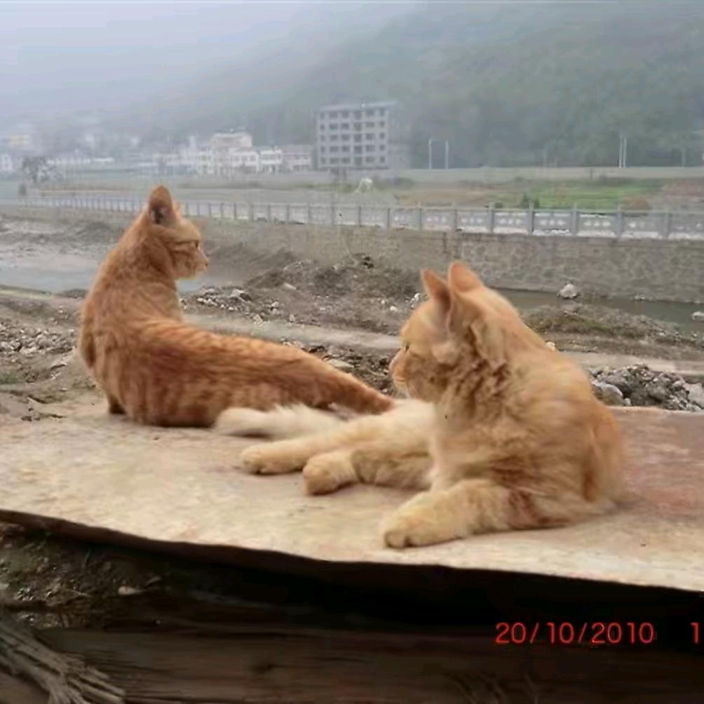 丛林王子