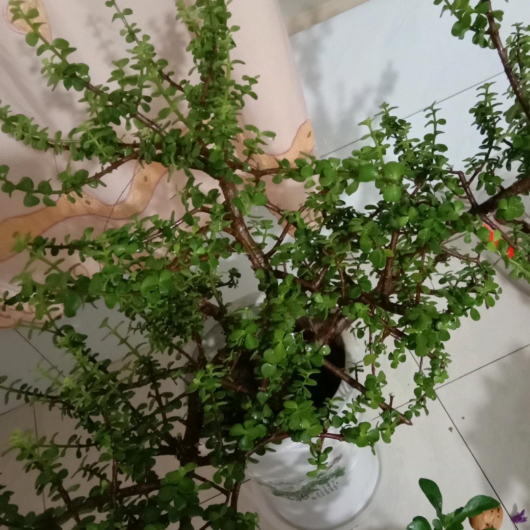 金龙鱼