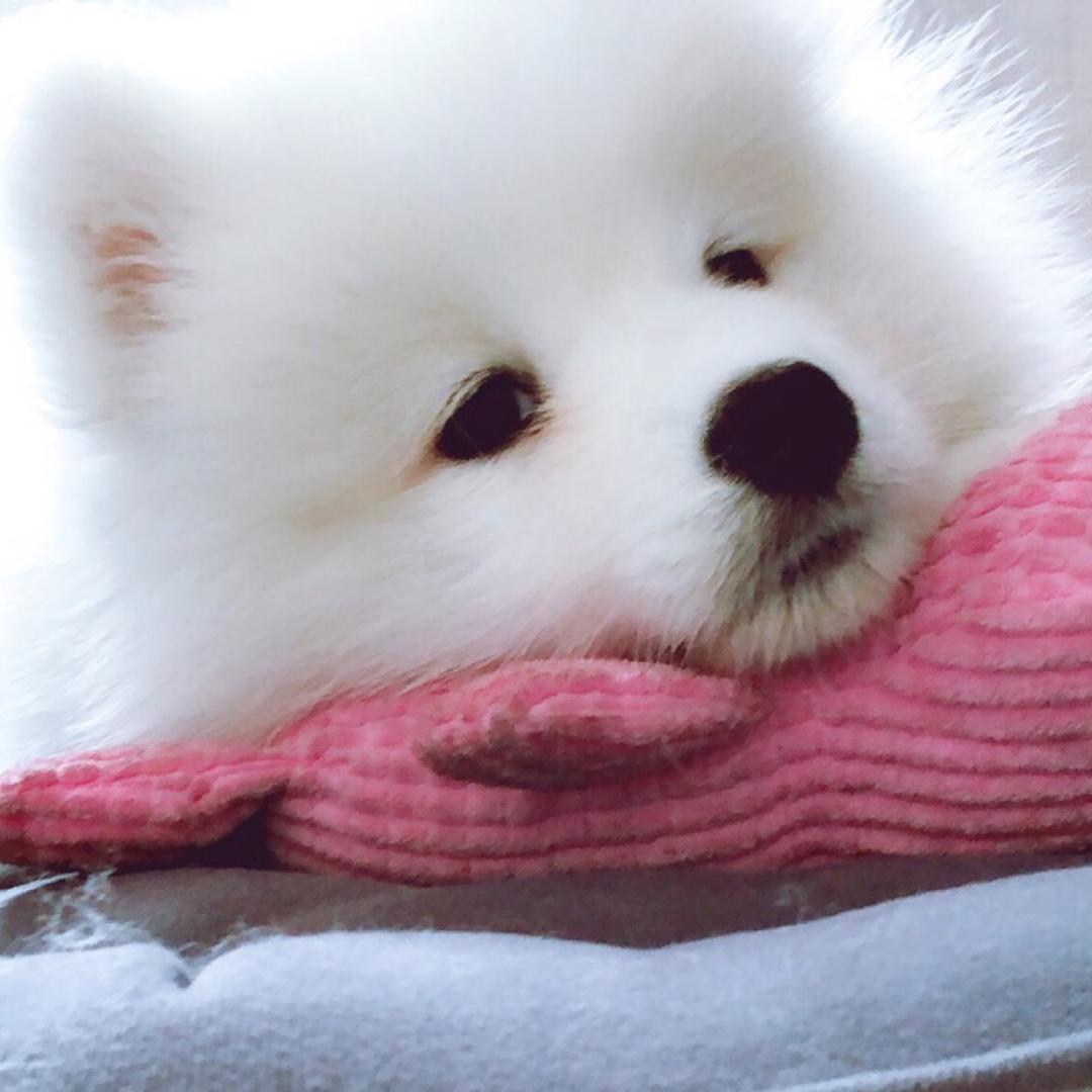生菜Baby