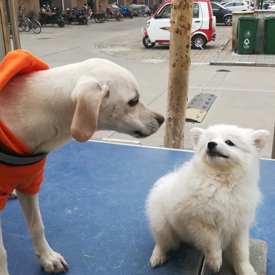小耳朵的爸爸