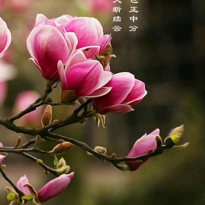清清🍃