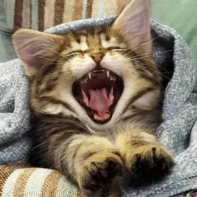 那只猫妖