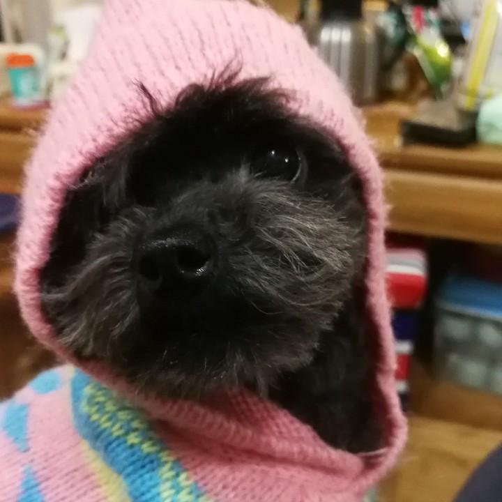 不上照的小狗子