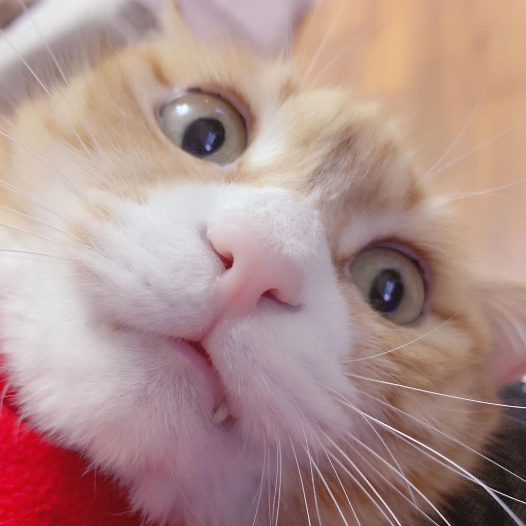 🐱米米的小窝💫