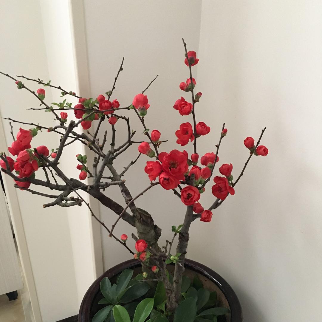 艾美