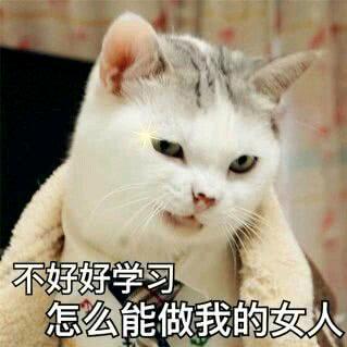 高冷的羊驼