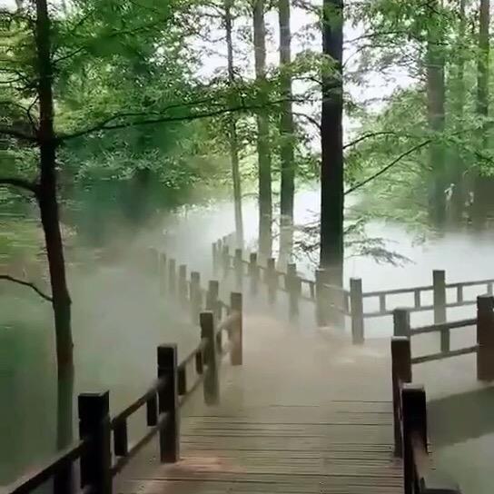 轻水叶