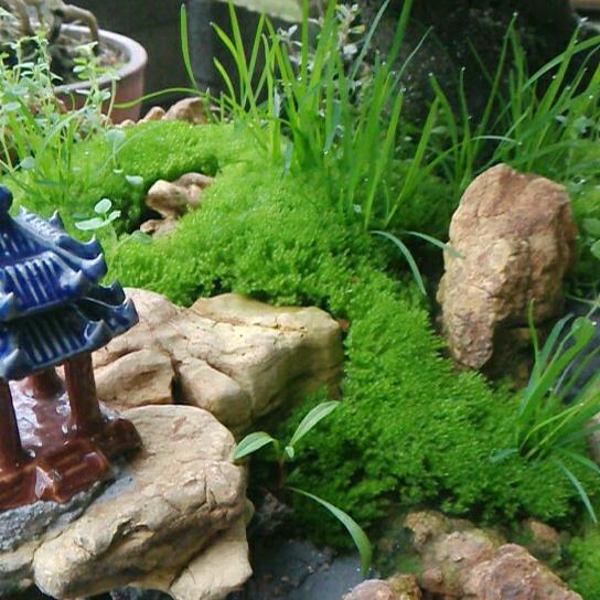 绿缘花卉盆景园艺