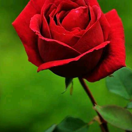 一生平安🇨🇳