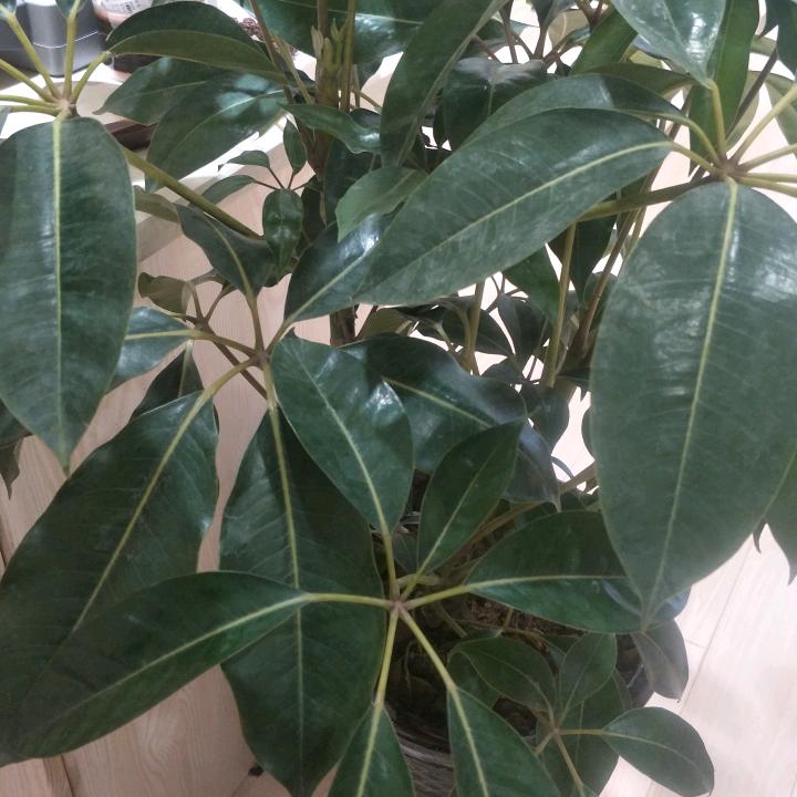启发