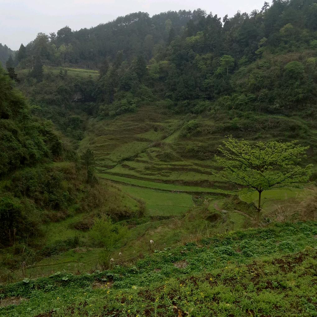 天使的梦