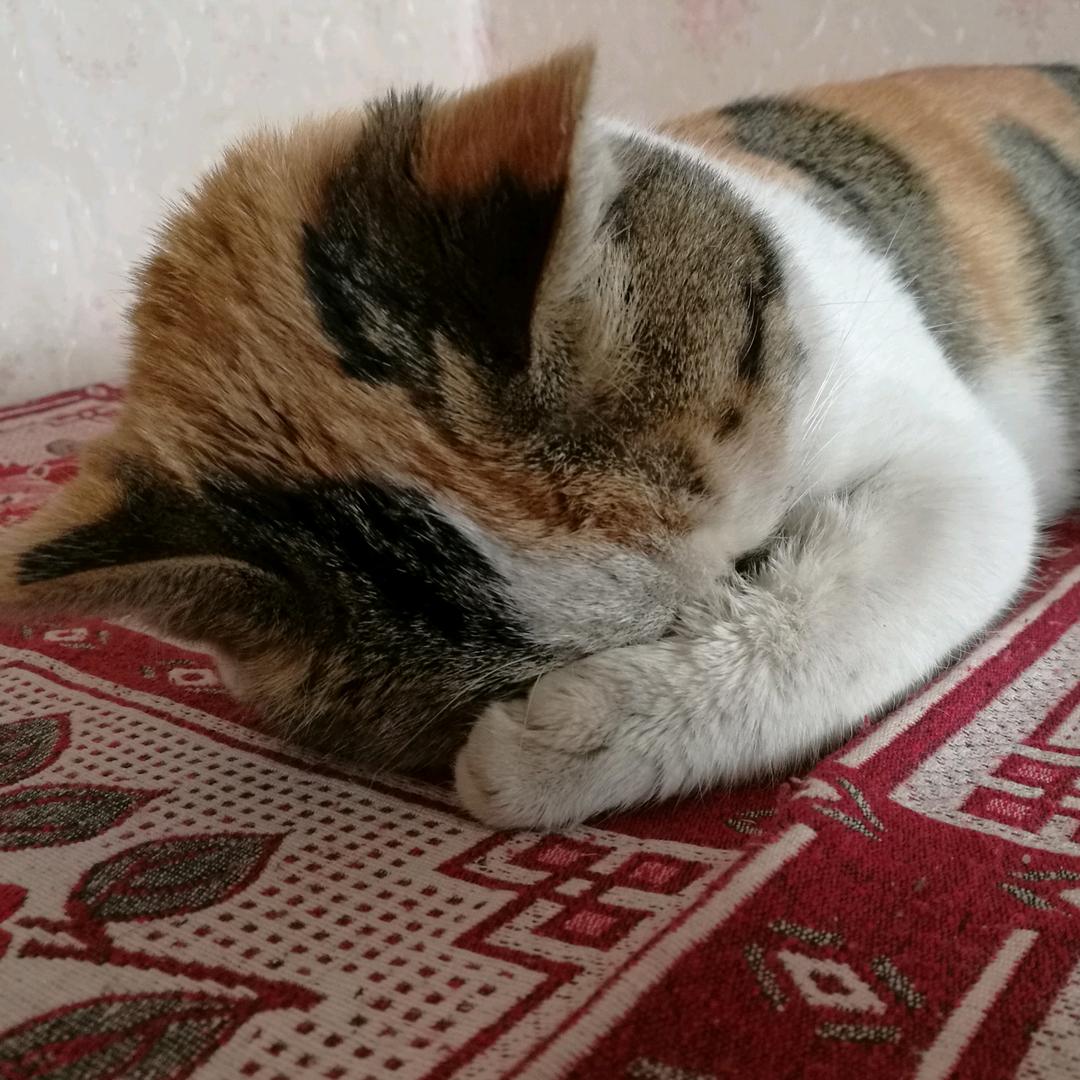 万象-艺术小白 白又白