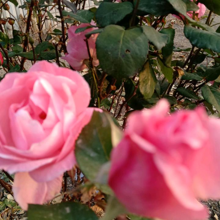 无忧草