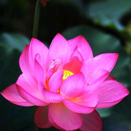 菩提心