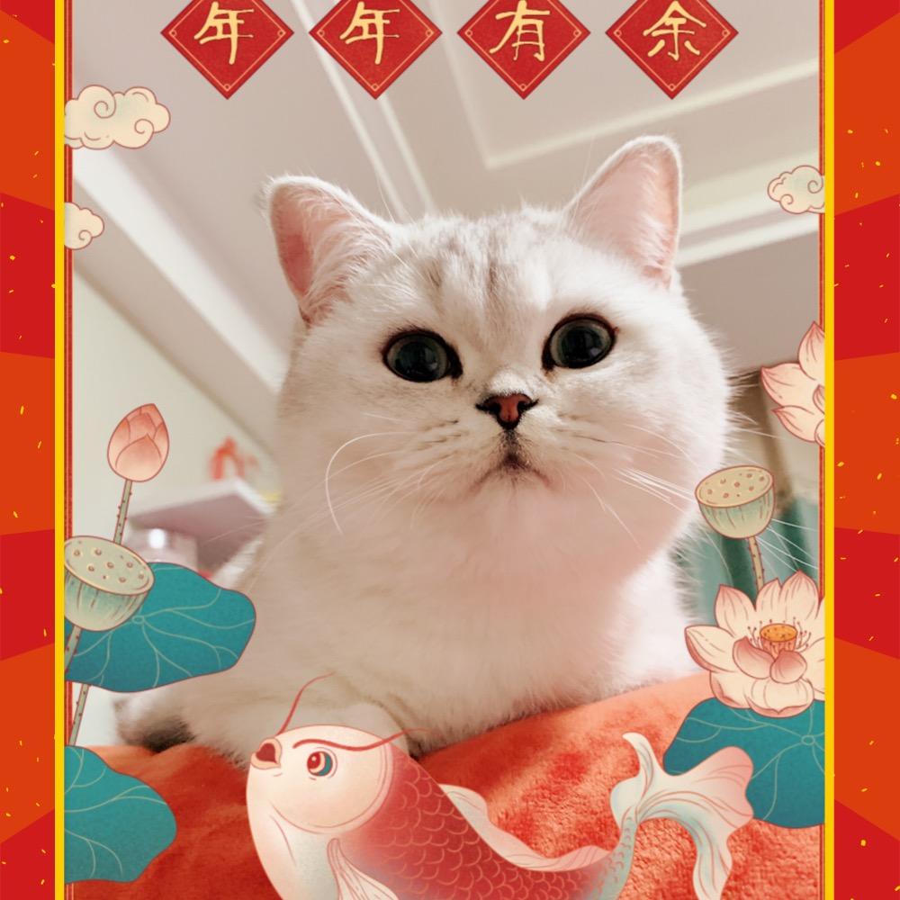 Yoyo姐～喵喵～