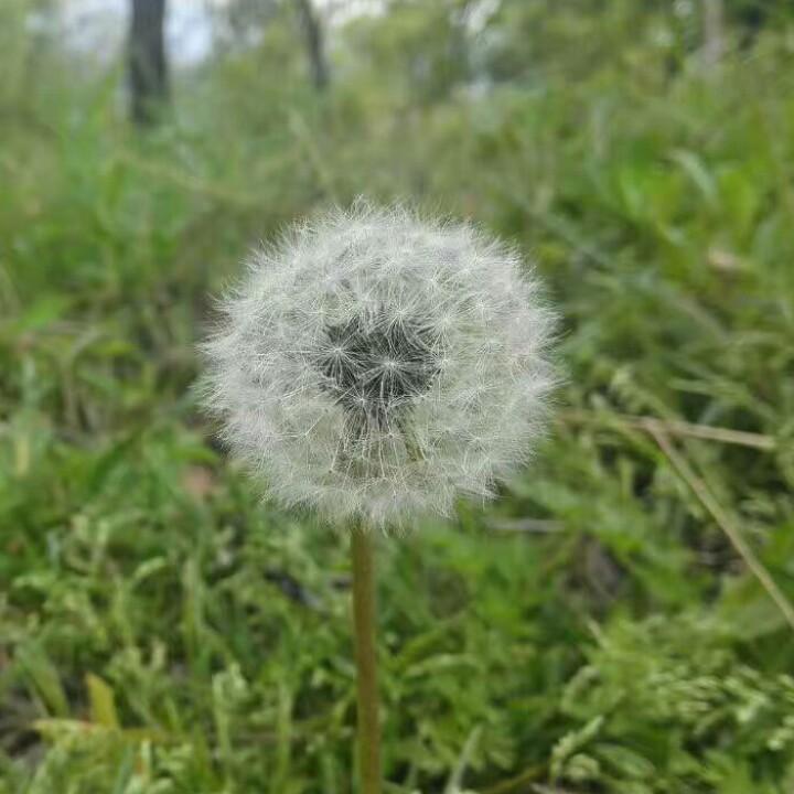 小梦