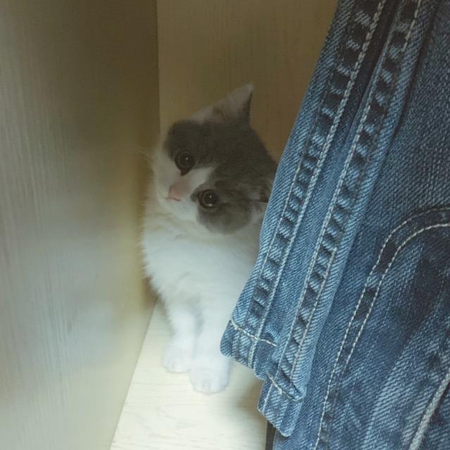 谢啾啾的diu~日常