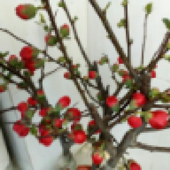蝶舞芬芳